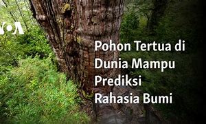 Pohon Tertua Di Dunia Ada Dimana